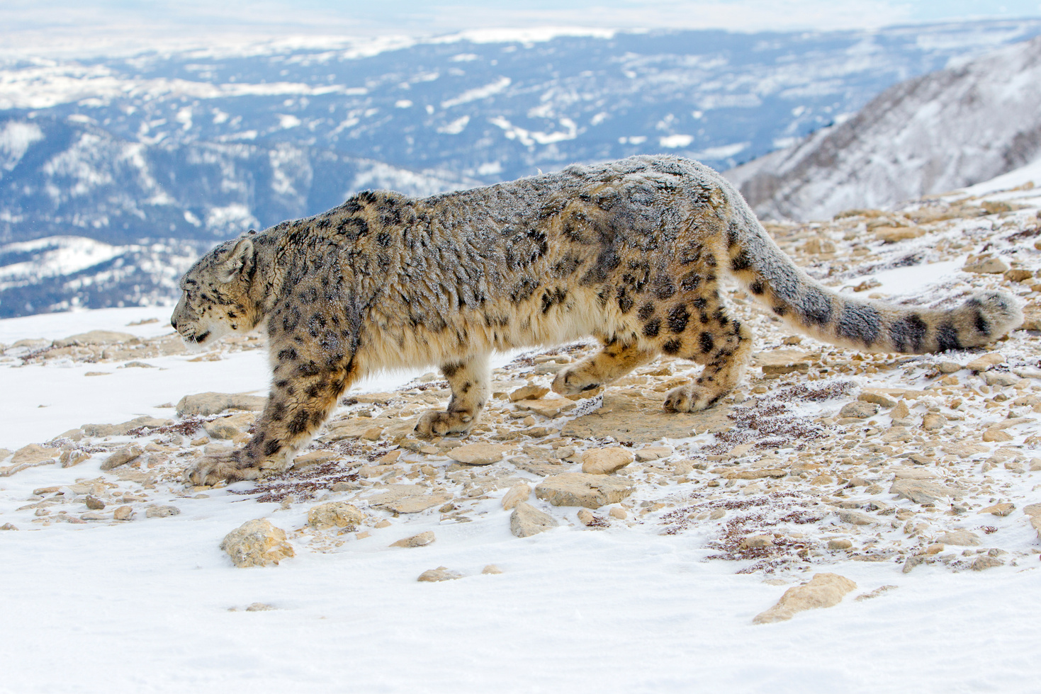 Snow leopard